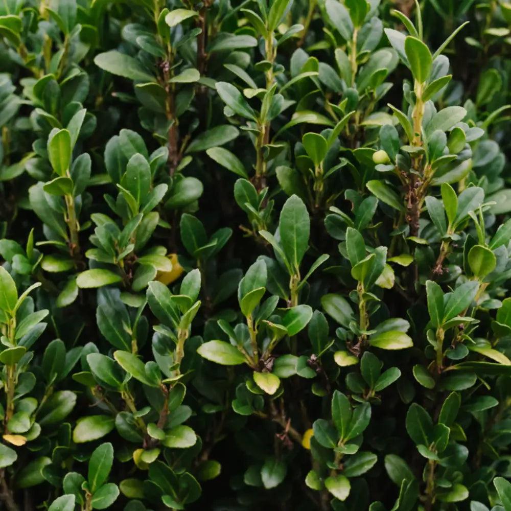 GoBuyPlants® Ilex Straight and Narrow™ bush featuring dense, evergreen foliage, narrow upright growth, and vibrant green leaves.