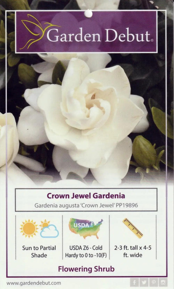 Gardenia Crown Jewel bush from GoBuyPlants® with lush green foliage and white fragrant flowers, ideal for garden decoration.
