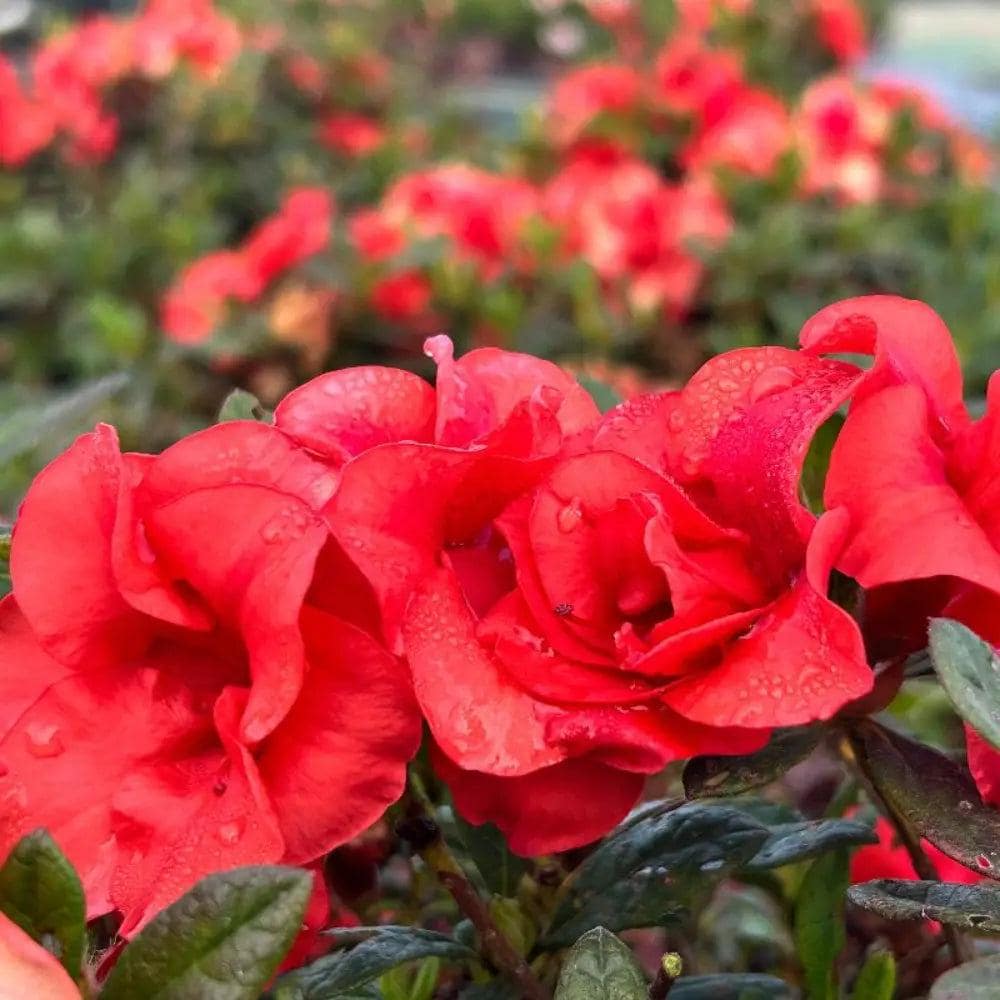 Azalea Encore Autumn Embers bush from GoBuyPlants®, displaying vibrant orange and red seasonal foliage.