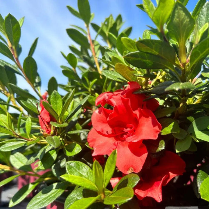 Azalea Encore Autumn Embers® bush with vibrant orange and red leaves, showcasing its lush foliage and compact growth.