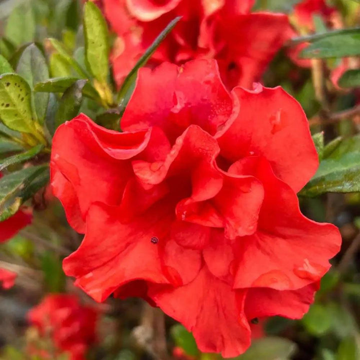 Azalea Encore Autumn Embers bush showing vibrant orange and red autumn foliage, lush green leaves, and healthy branches.