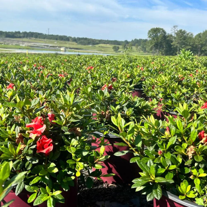 Azalea Encore Autumn Embers bush with vibrant orange and red blossoms, showcasing lush green foliage, from GoBuyPlants.