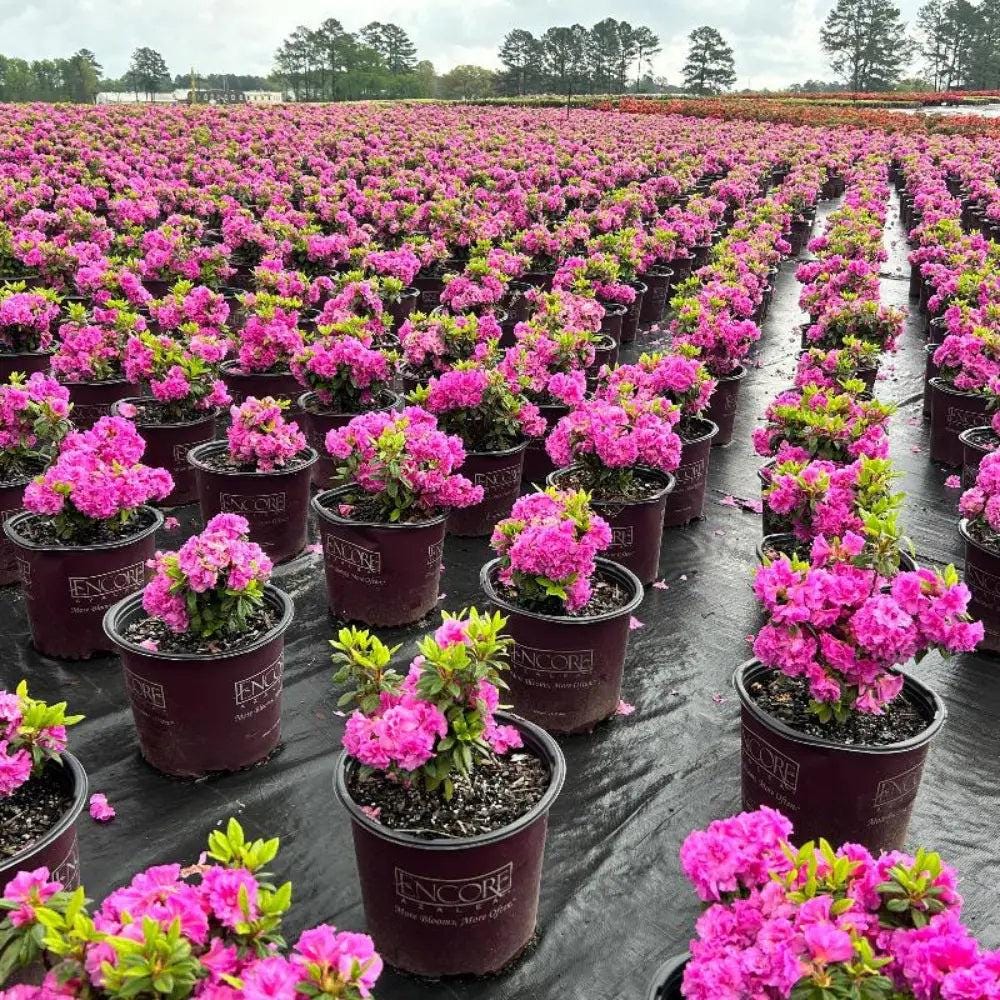 Azalea Encore Autumn Majesty bush with vibrant fall foliage, lush green leaves, and blooming flowers, by GoBuyPlants.