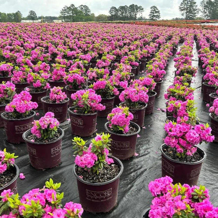 Azalea Encore Autumn Majesty bush with vibrant fall foliage, lush green leaves, and blooming flowers, by GoBuyPlants.