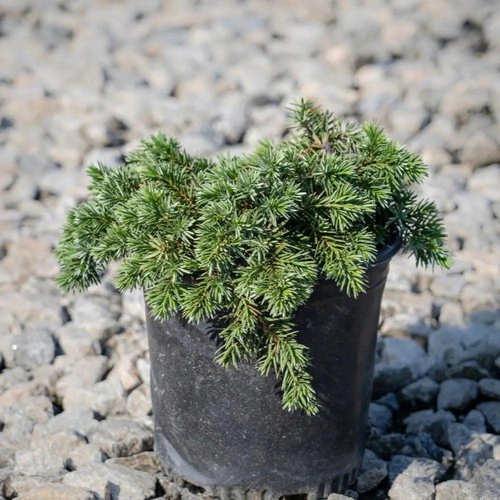 Juniper Blue Pacific bush, lush green foliage with bluish tint, from GoBuyPlants® Bushes &amp; Trees collection.
