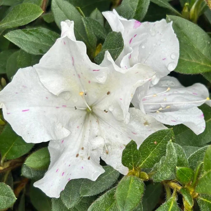 Azalea Encore Autumn Lily bush by GoBuyPlants showing vibrant autumn foliage and lush green leaves.