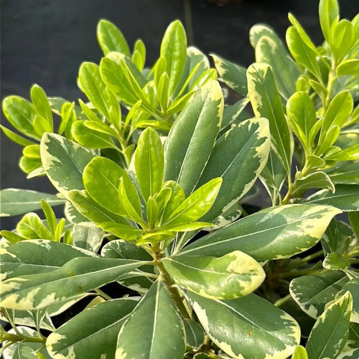 Healthy Pittosporum Mojo® bush with lush green foliage, ideal for garden landscapes and decorative hedges.