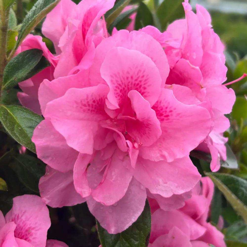 Azalea Encore Autumn Carnation bush by GoBuyPlants® with vibrant autumn-colored foliage and lush green leaves.