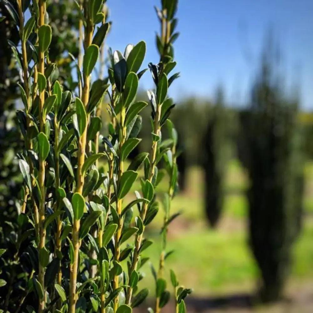 GoBuyPlants® Ilex Sky Pencil bush, tall slender evergreen shrub with dense green foliage, suitable for hedges and landscape accents.