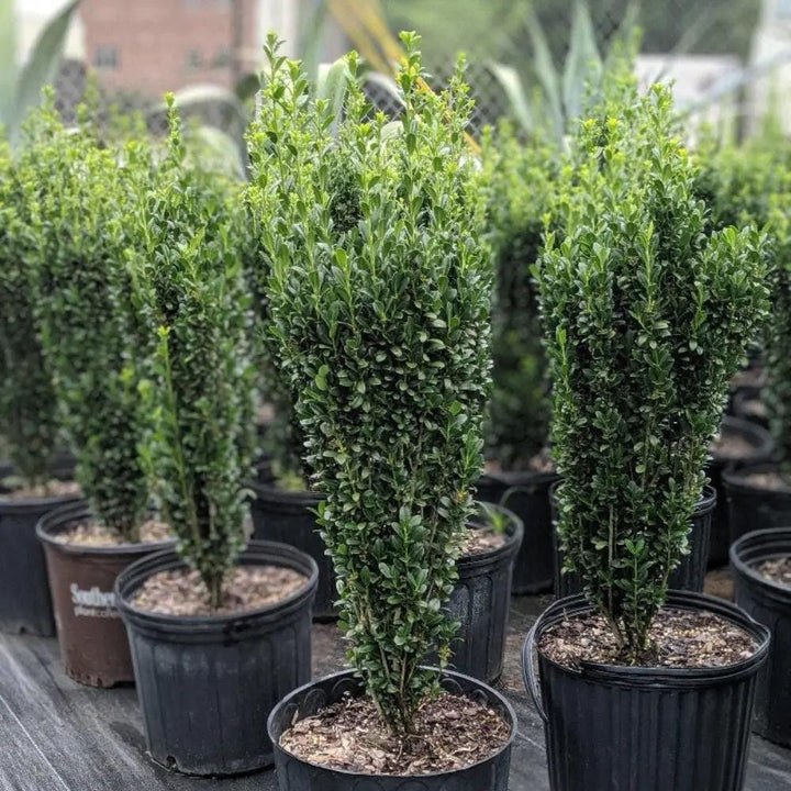 GoBuyPlants® Ilex Sky Pencil shrub showing tall, narrow evergreen branches with dense foliage, ideal for landscape accents.