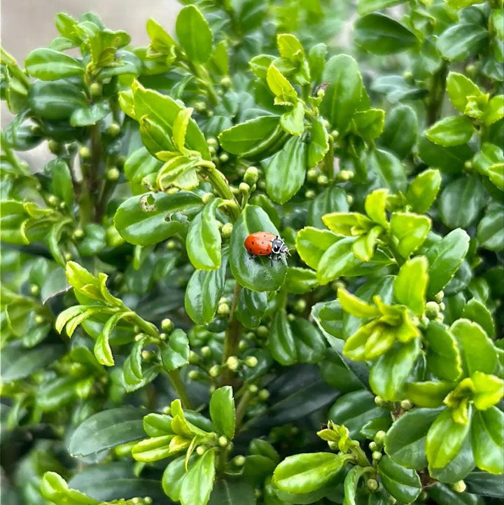 GoBuyPlants® Ilex Sky Pencil bush with slender, upright evergreen branches suitable for landscaping or decorative planting.