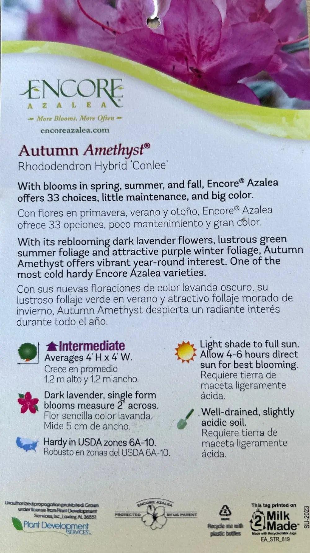 Azalea Encore Autumn Amethyst bush by GoBuyPlants, vibrant purple flowers and lush green foliage in a garden setting