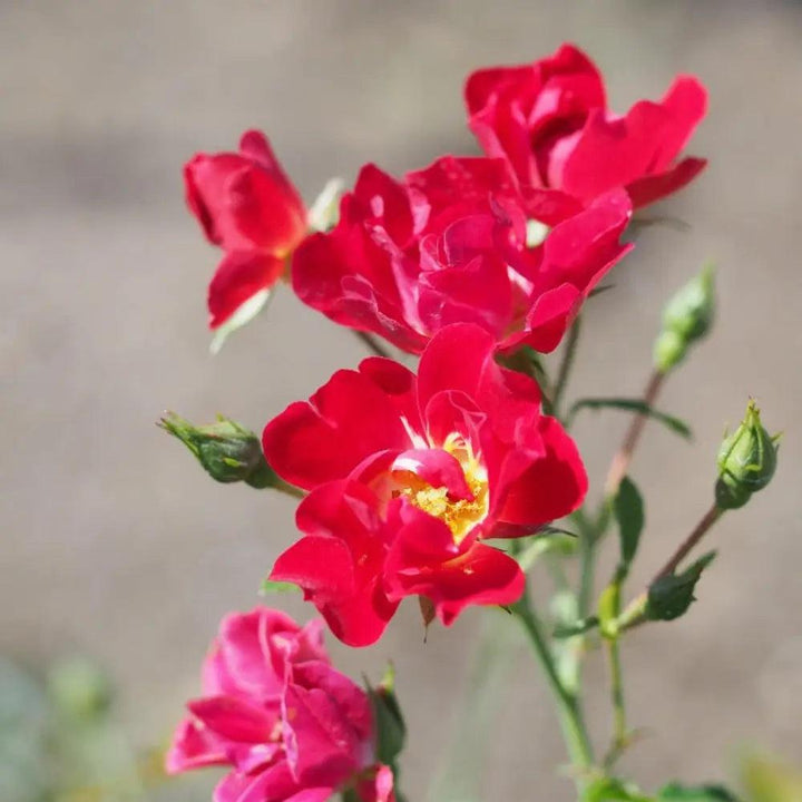 Rose Red Drift® bush featuring vibrant red flowers and lush green foliage, ideal for landscape or garden planting.