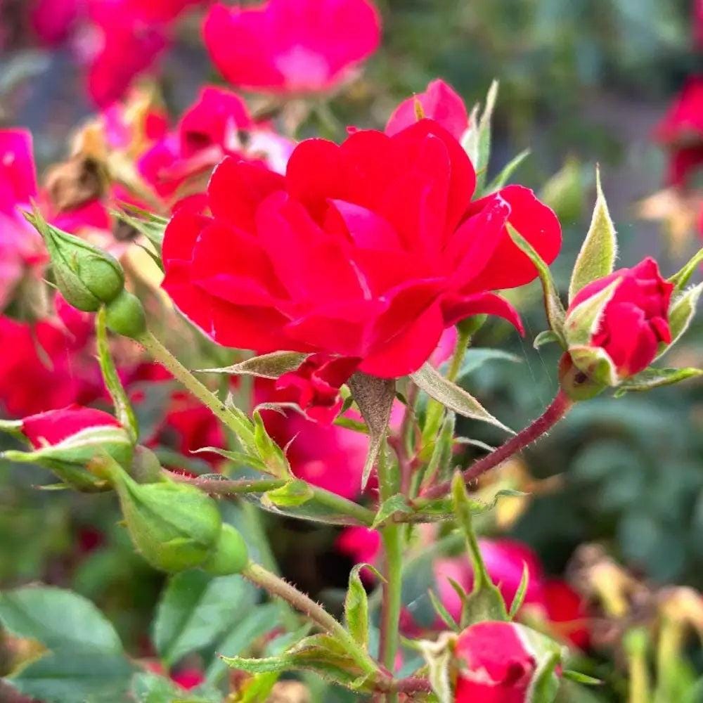 Rose Red Drift® bush, a vibrant flowering shrub from GoBuyPlants®, showcasing lush green foliage and bright red blossoms.