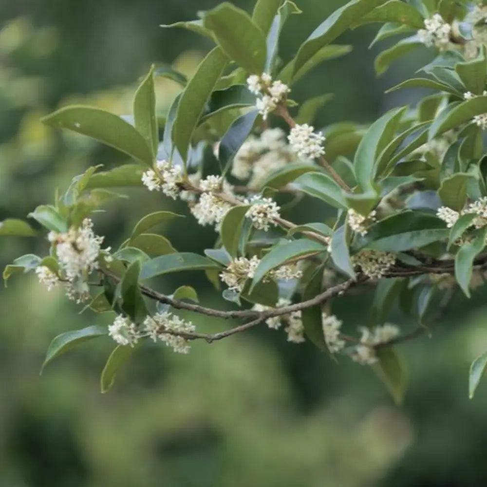 Osmanthus fragrans bush from GoBuyPlants®, showing lush green leaves and fragrant white flowers on a healthy shrub.