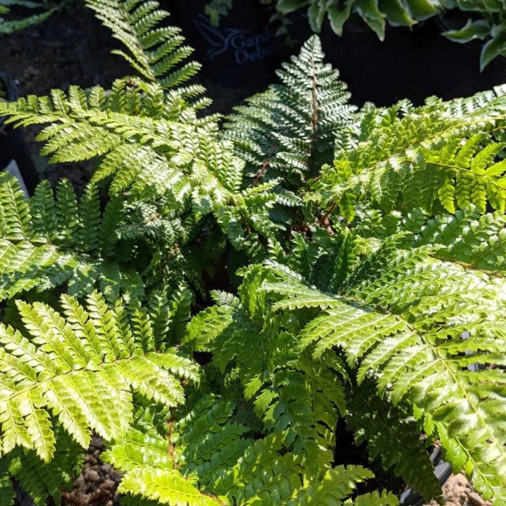 GoBuyPlants® Fern Tassel bush, lush green foliage with delicate tassel-like tips, perfect for landscaping and garden decor.