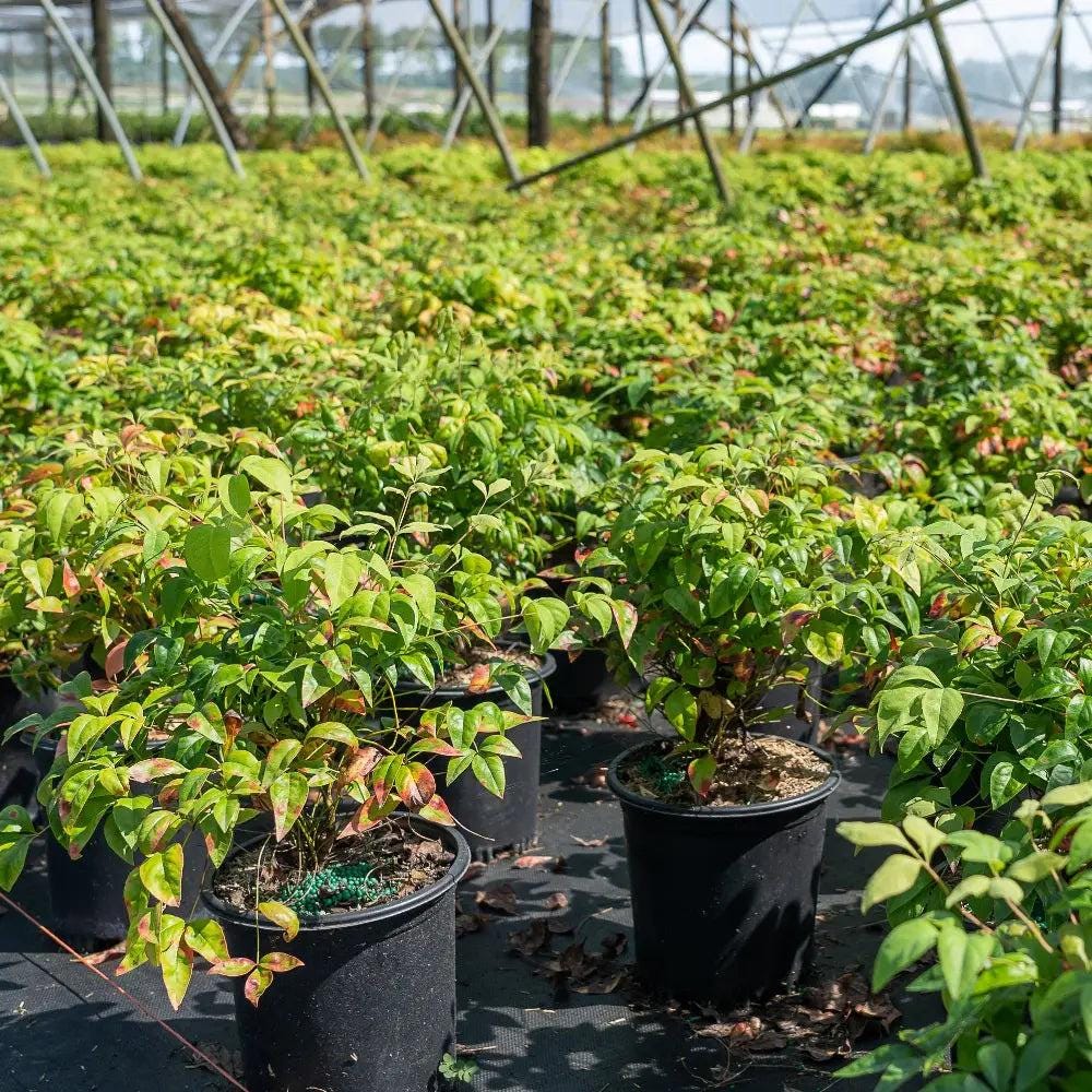 Nandina Firepower bush from GoBuyPlants® with vibrant red and green foliage, showcasing its decorative shrub form.