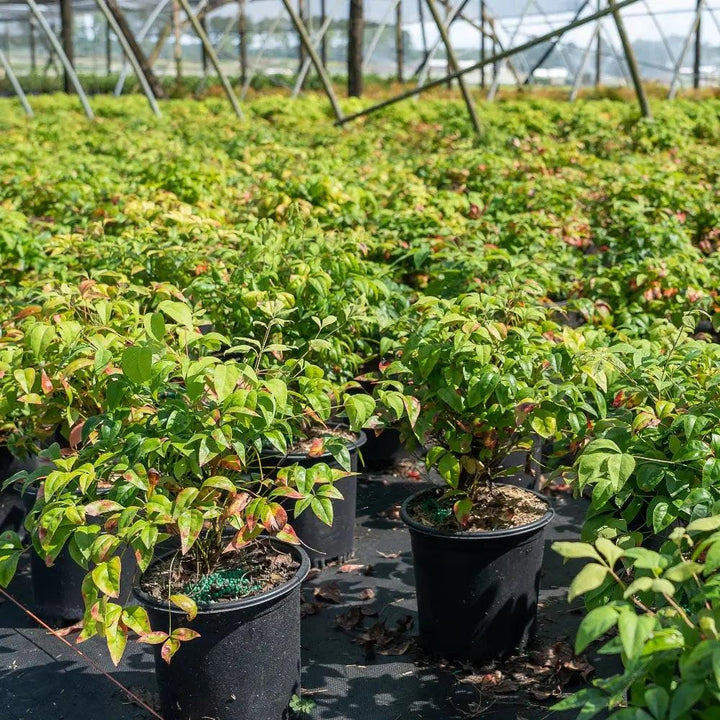 Nandina Firepower bush from GoBuyPlants® with vibrant red and green foliage, showcasing its decorative shrub form.