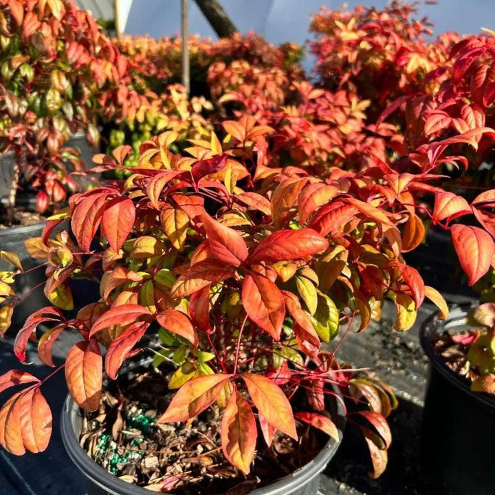 Nandina Firepower shrub from GoBuyPlants® with vibrant red and green foliage, showcasing its bushy, ornamental appearance.