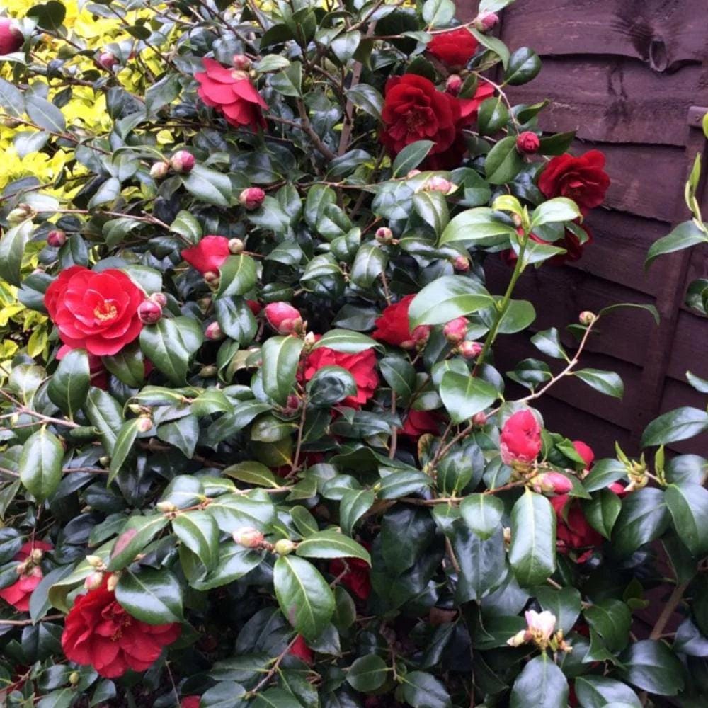 Red Camellia Greensboro Bush by GoBuyPlants® showing vibrant red flowers and glossy green foliage