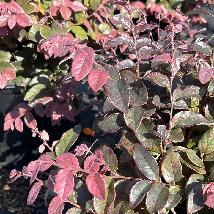 Loropetalum Ruby bush by GoBuyPlants® with vibrant ruby-red foliage and spreading branches in a garden setting.