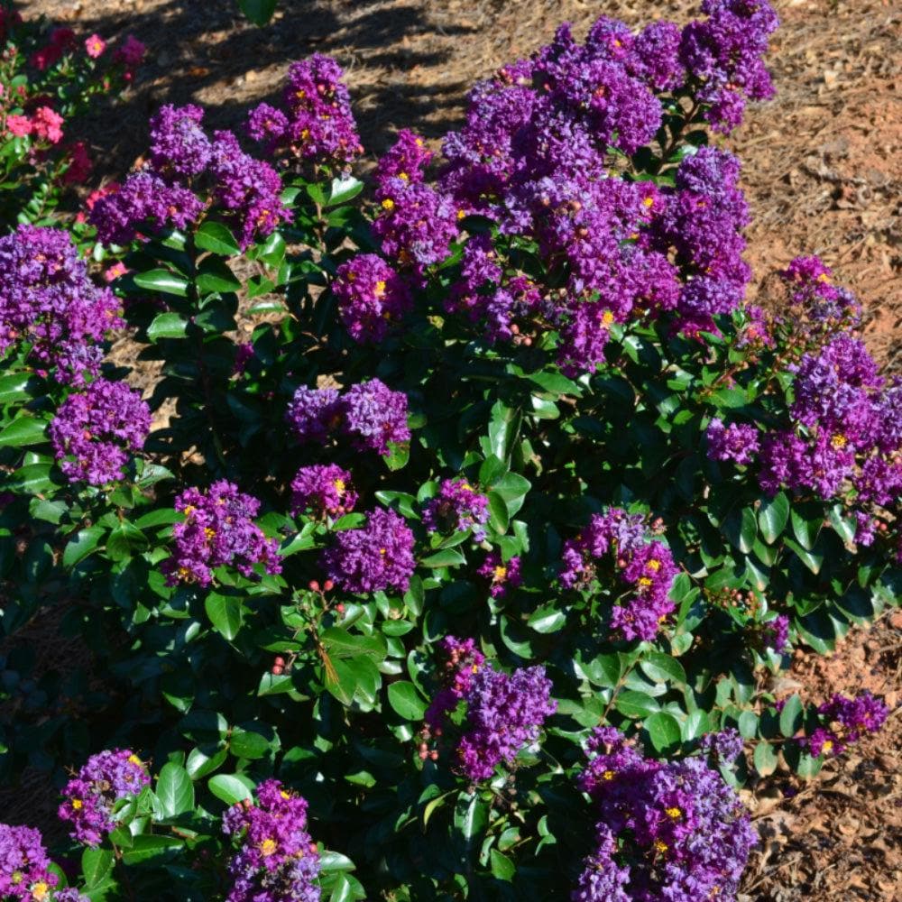 Purple Magic Crape Myrtle bush from GoBuyPlants® with vibrant purple flowers and lush green foliage, ideal for gardens.