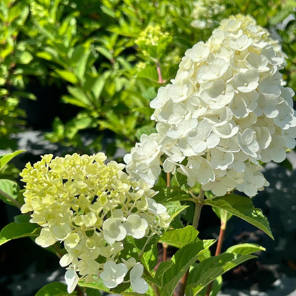 Hydrangea p. Tardiva bush with lush green leaves and clusters of white flowers, from GoBuyPlants® in a garden setting.