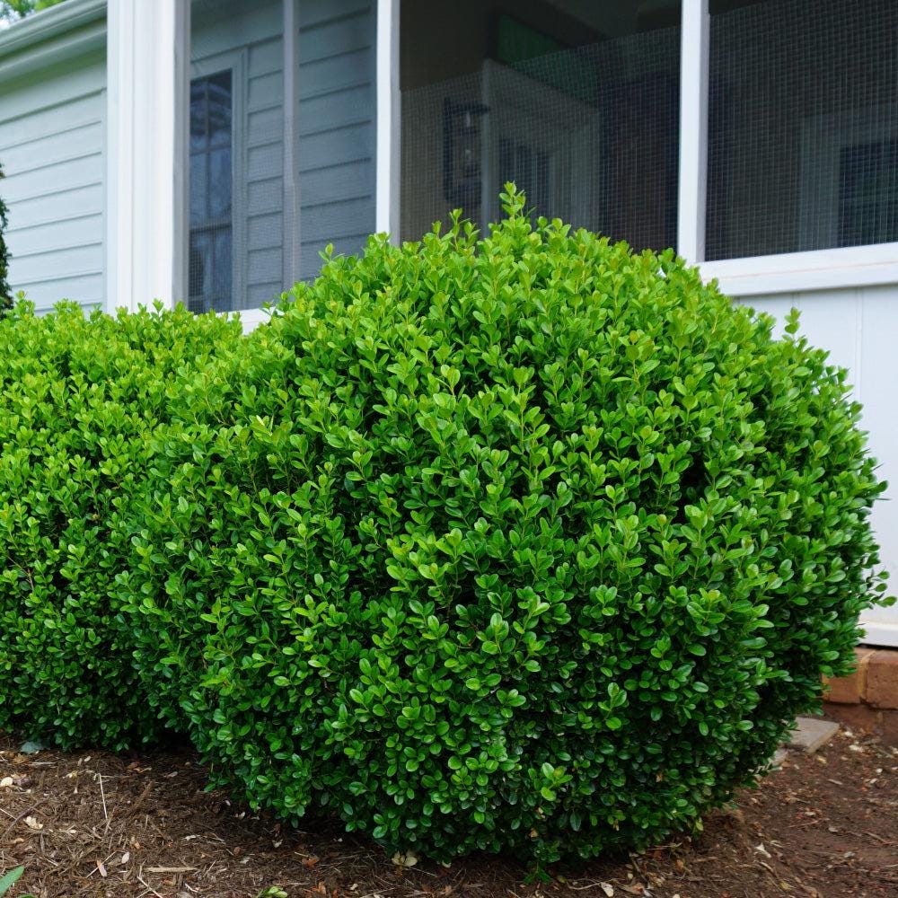 Buxus NewGen™ Freedom® bush from GoBuyPlants® showing dense green foliage, compact shape, ideal for landscaping or garden privacy.