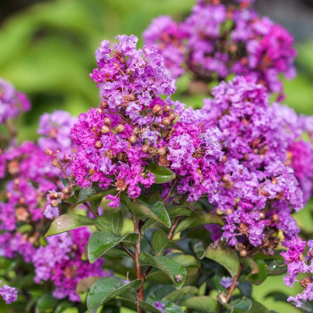 Purple Magic Crape Myrtle bush by GoBuyPlants® with vibrant purple flowers and lush green foliage, perfect for landscaping.