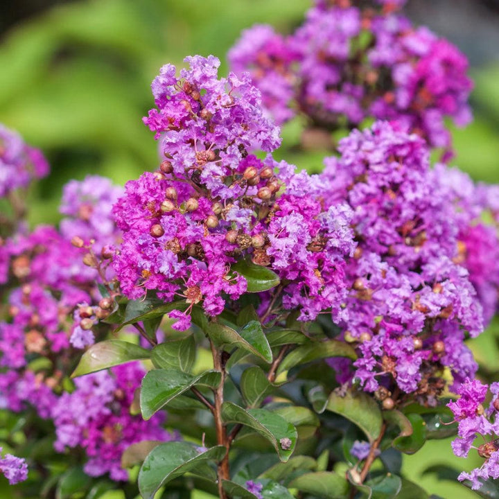Purple Magic Crape Myrtle bush by GoBuyPlants® with vibrant purple flowers and lush green foliage, perfect for landscaping.