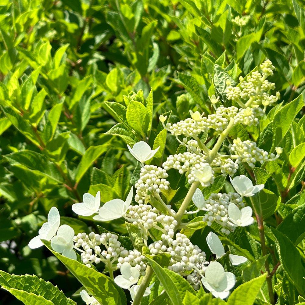 Hydrangea p. Tardiva bush with large white flower clusters, green foliage, cultivated by GoBuyPlants® for garden decoration.