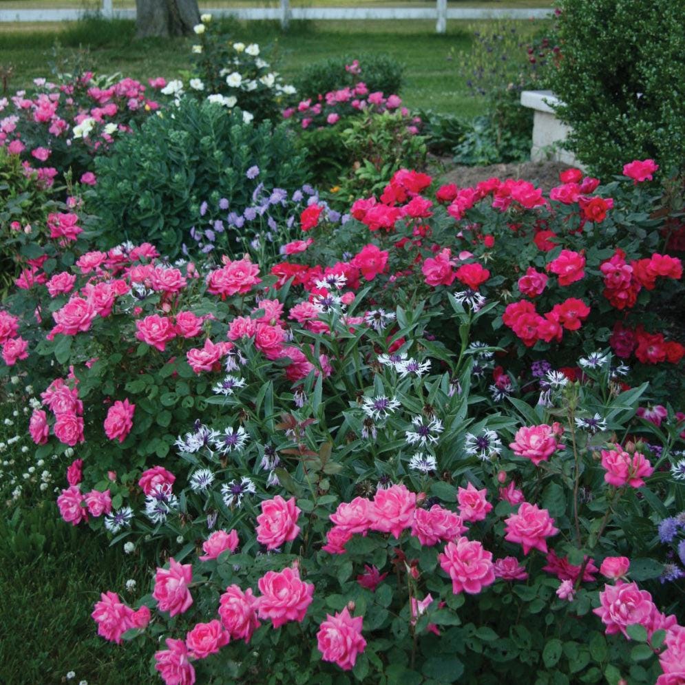 Rose Pink Double Knock Out® shrub from GoBuyPlants® with vibrant pink blooms and lush green foliage.