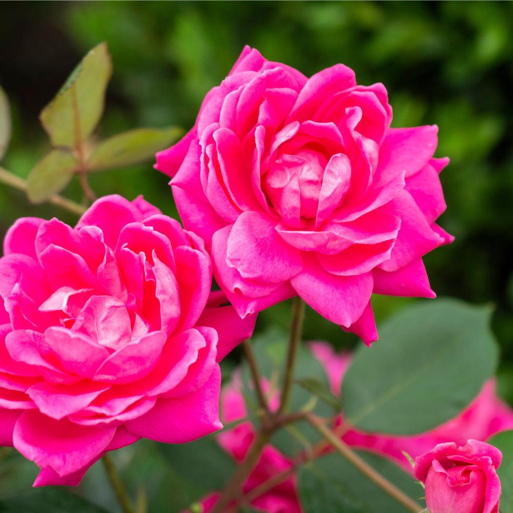 Rose Pink Double Knock Out® bush with vibrant pink blossoms, flowering shrub from GoBuyPlants®.