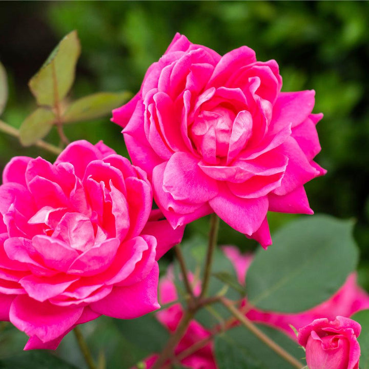 Rose Pink Double Knock Out® bush with vibrant pink blossoms, flowering shrub from GoBuyPlants®.