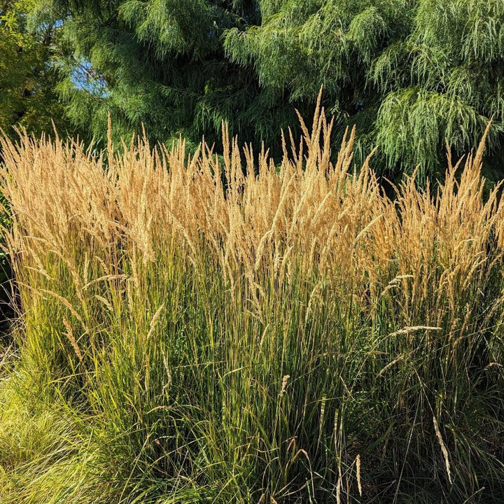 GoBuyPlants® Calamagrostis Karl Foerster ornamental grass shrub with tall, feathery plumes and slender green foliage.