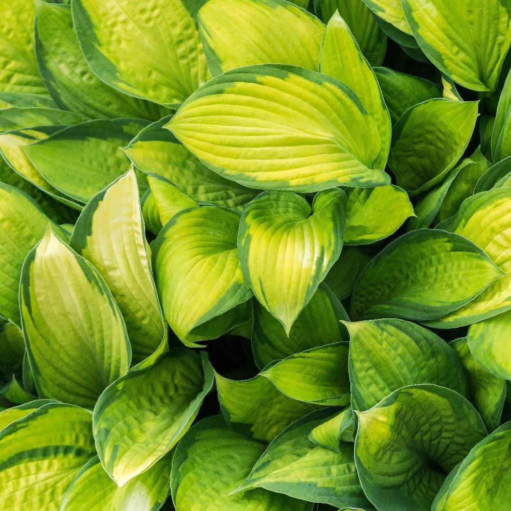 Colorful stained glass art featuring a Hostas plant design, perfect for Bushes & Trees decor by GoBuyPlants®.