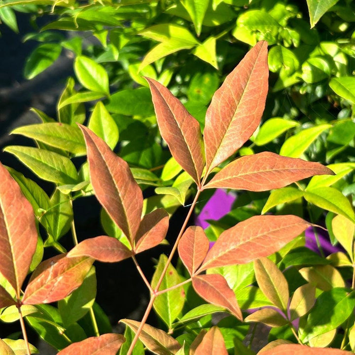 Nandina Cool Glow® Pomegranate bush with vibrant green and red foliage, decorative garden shrub by GoBuyPlants®.