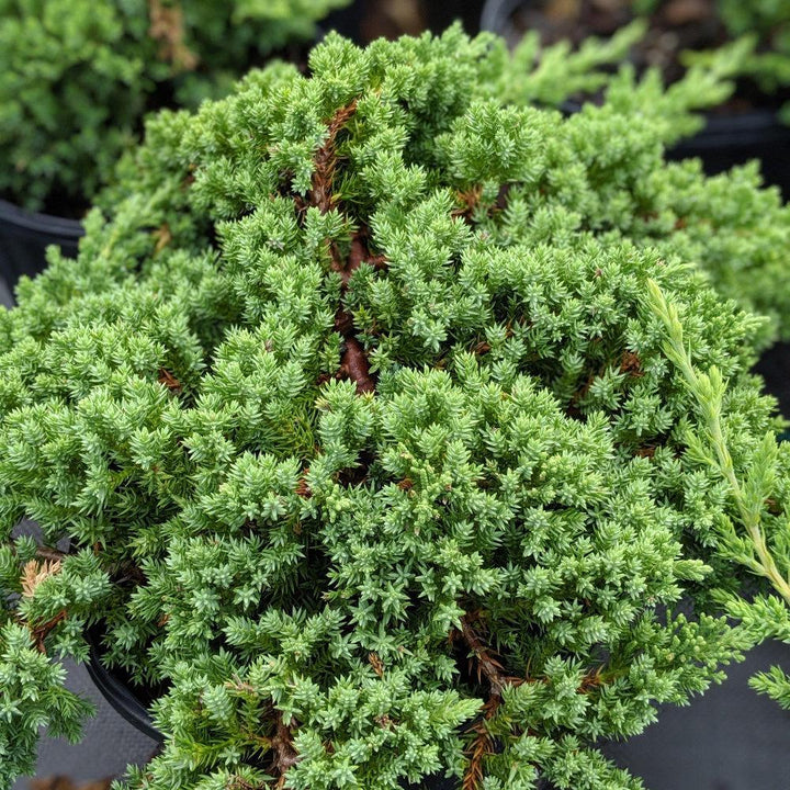 Green Juniper pro Nana shrub from GoBuyPlants®, showcasing dense, bushy foliage ideal for landscaping and garden decoration.