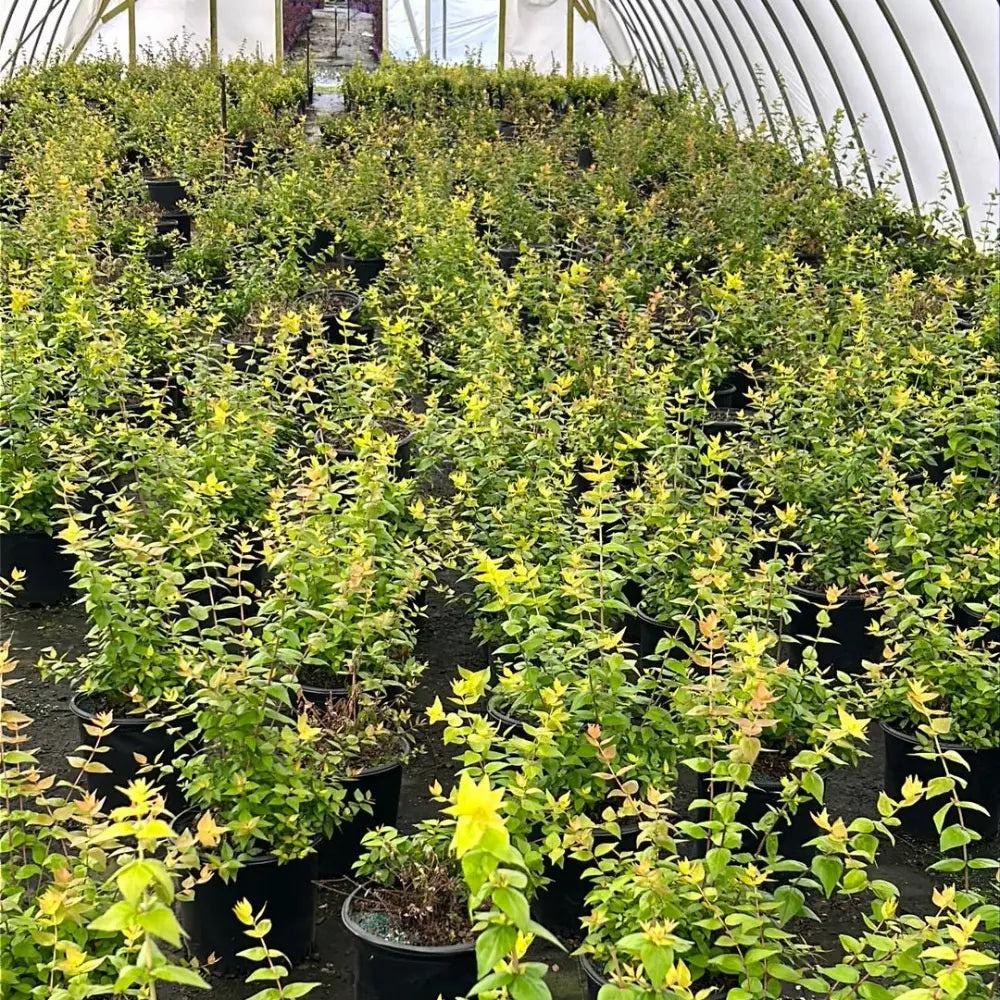 GoBuyPlants® Abelia Canyon Creek bush with lush green foliage and delicate white flowers, ideal for landscaping or garden use.