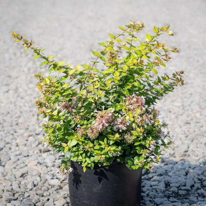 Abelia Canyon Creek bush with green foliage and delicate white flowers, part of GoBuyPlants® bushes and trees collection.
