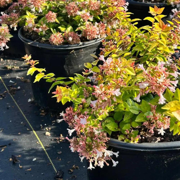 GoBuyPlants® Abelia Canyon Creek bush with lush green foliage, showcasing its vibrant, bushy appearance.