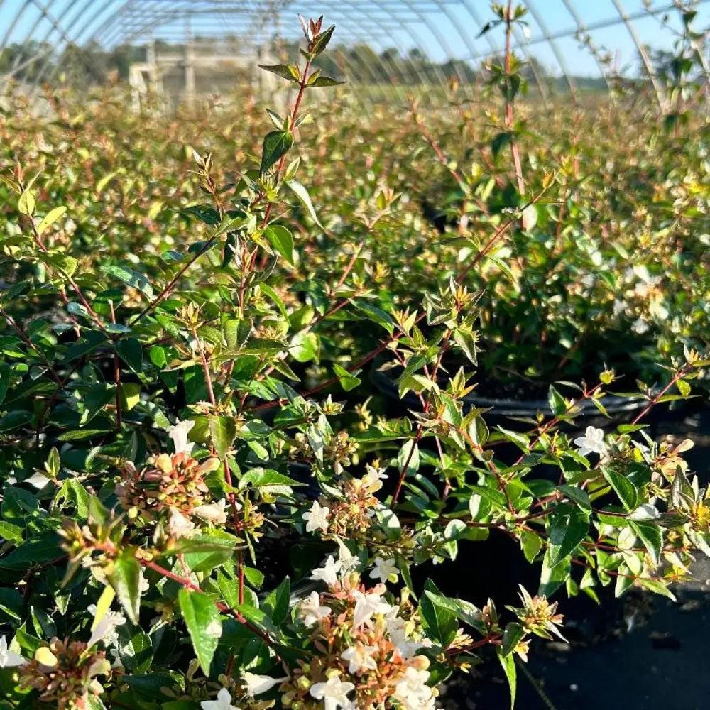 Glossy Abelia bush by GoBuyPlants® with dark green, glossy leaves and small white flowers, suitable for landscaping.