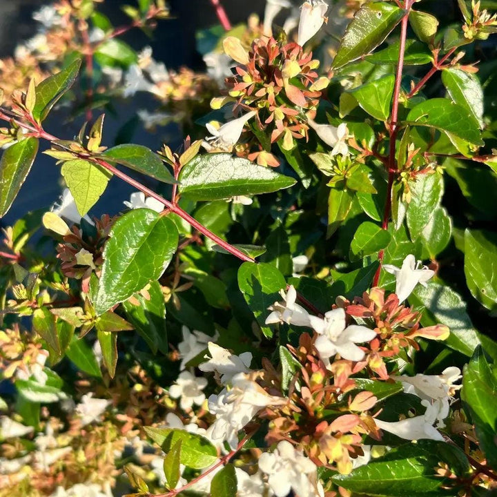 Glossy Abelia bush in full bloom, showcasing shiny green leaves and delicate white flowers, a GoBuyPlants® garden shrub.