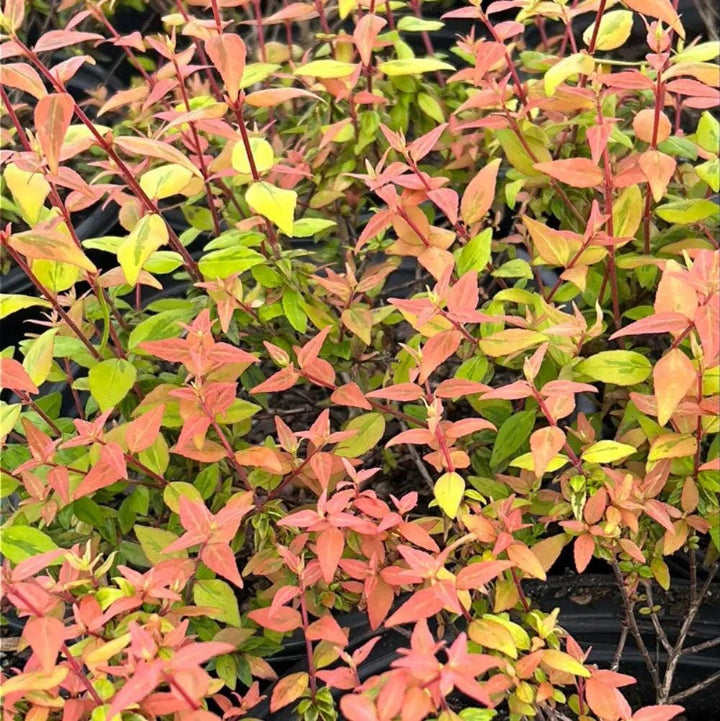 GoBuyPlants® Abelia Kaleidoscope bush with vibrant green foliage and colorful flowers, healthy and thriving in a garden setting.