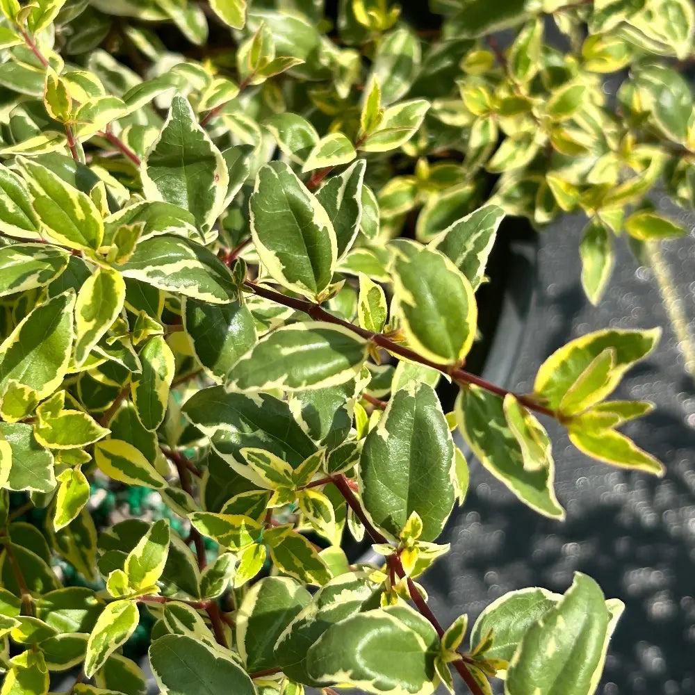 Abelia Radiance shrub from GoBuyPlants® with lush green foliage and delicate white flowers in a garden setting.