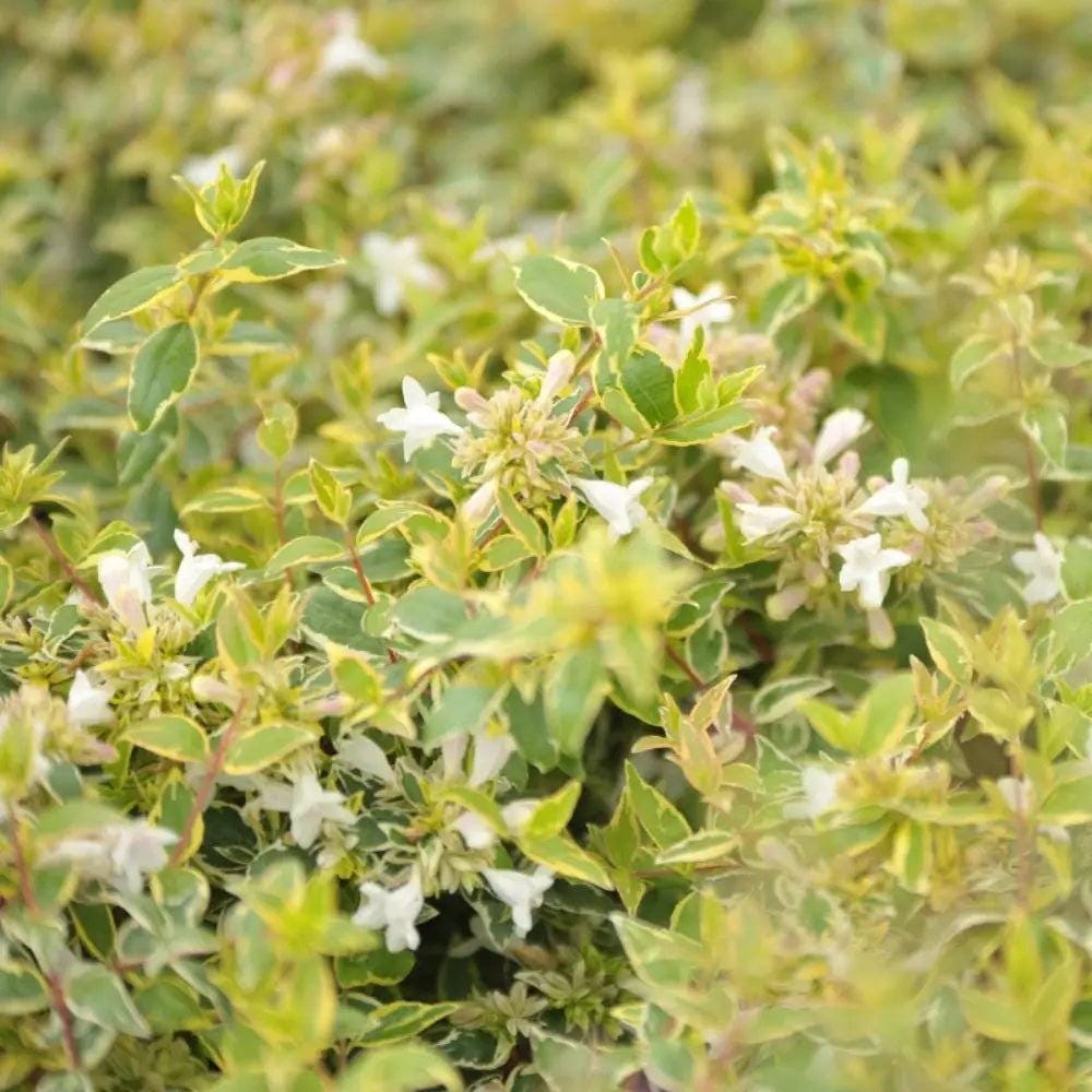 Abelia Radiance bush from GoBuyPlants® showing glossy green foliage and white-pink flowers, perfect for outdoor landscaping.