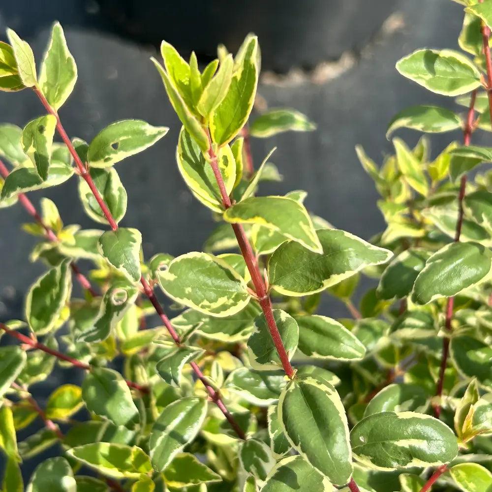 Abelia Radiance bush from GoBuyPlants® showing lush, vibrant green foliage and delicate white flowers on a healthy shrub.