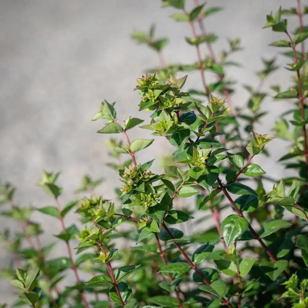 Abelia Rose Creek bush from GoBuyPlants® with glossy green leaves and clusters of pink flowers on a shrub in a garden setting.
