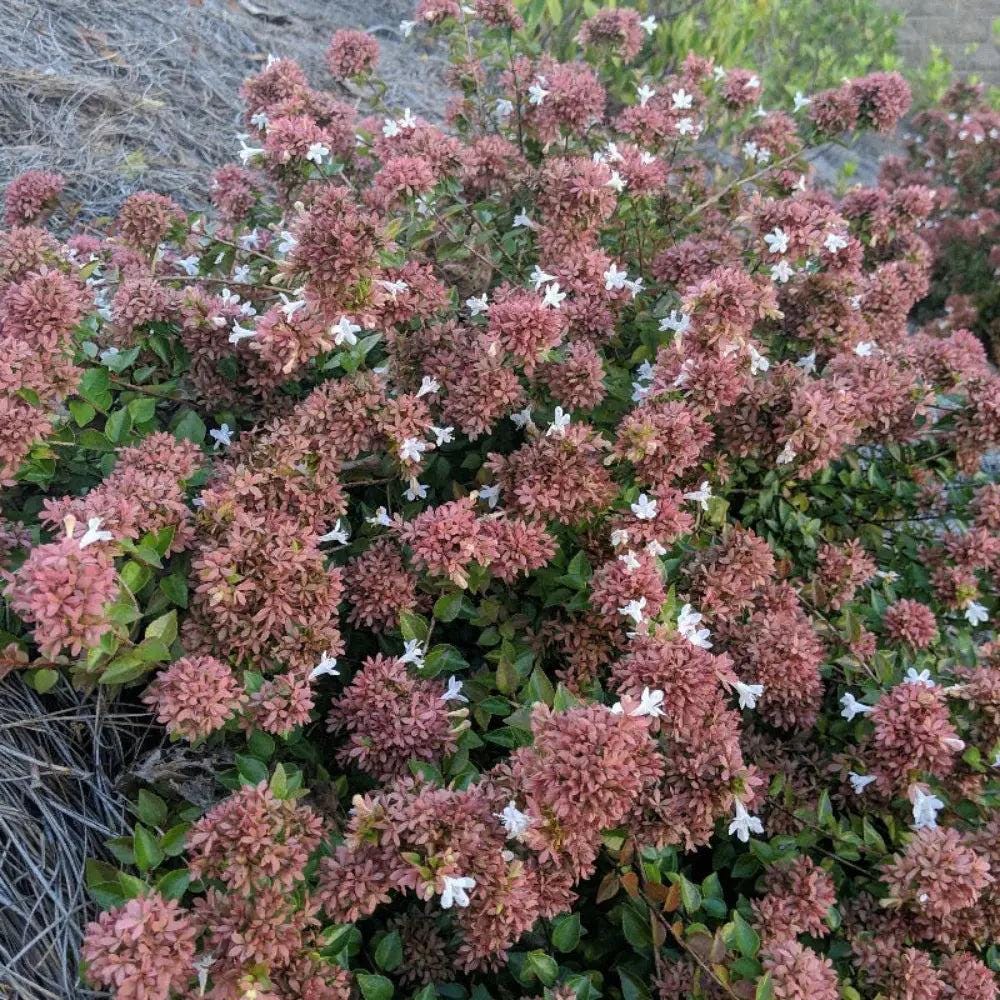 Abelia Rose Creek bush with glossy green leaves and pinkish-white flowers, from GoBuyPlants® Bushes &amp; Trees collection.