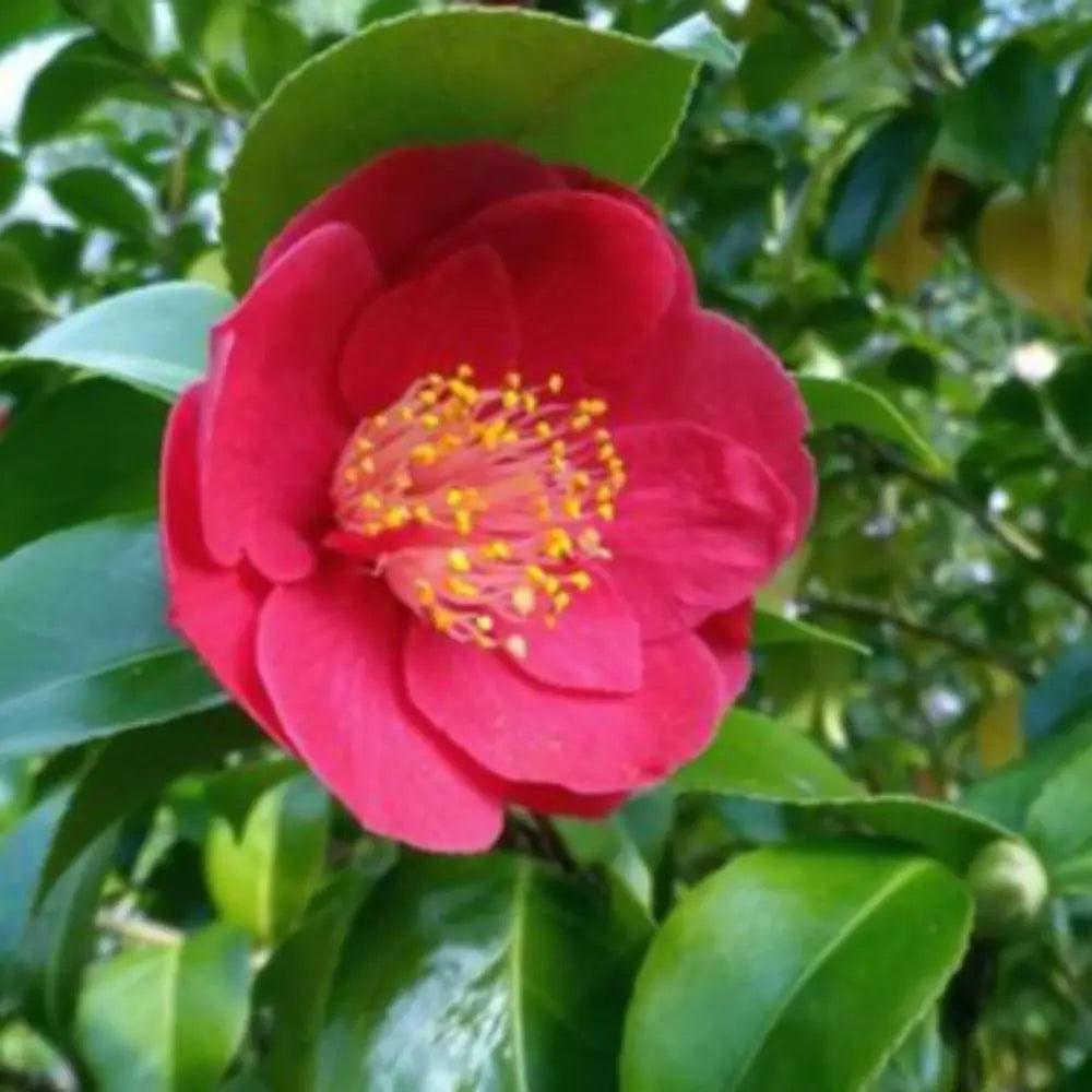Red Camellia Greensboro bush by GoBuyPlants®, showcasing glossy green leaves and vibrant red blossoms.